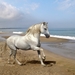 Andalusian_horse