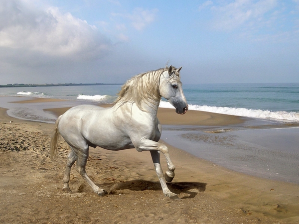 Andalusian_horse