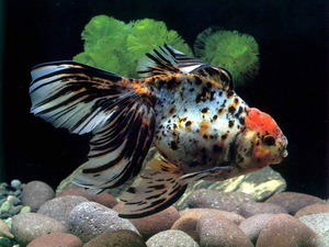 Amphilophus_popular_aquarium_fish