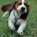 Appenzeller_Dog_Puppy