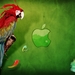 Apple_Parrot
