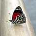 Asian_butterfly