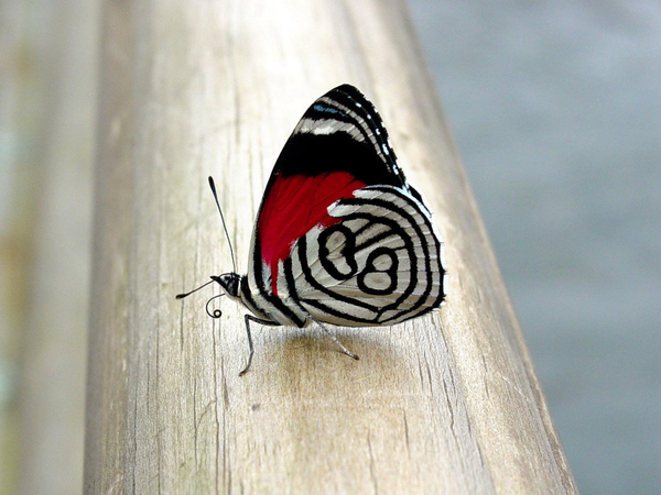 Asian_butterfly