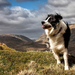 foto-einen-hund-in-den-bergen-hd-hunde-wallpaper