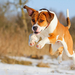 hund-springt-draussen-im-schnee-hd-winter-desktopmotiv