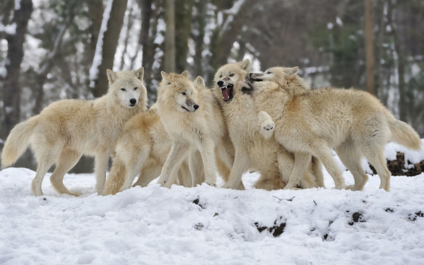 weissen-wolfe-im-schnee-hd-wolfen-hintergrund-bilder