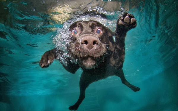 bilder-unter-wasser-schwimmen-hund-hd-hunde-hintergrund