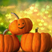 hintergrundbilder-halloween-mit-orange-kurbissen