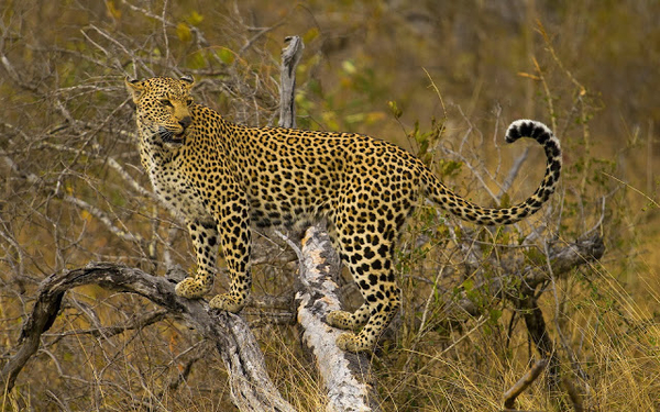 hintergrundbilder-mit-einem-leopard-in-einem-baum