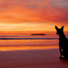 hintergrund-bilder-von-ein-hund-am-strand-bei-sonnenuntergang-mit