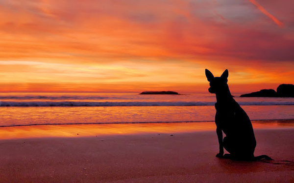 hintergrund-bilder-von-ein-hund-am-strand-bei-sonnenuntergang-mit
