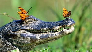 hintergrund-krokodil-mit-schmetterlingen-auf-seiner-schnauze