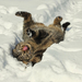 bild-von-katze-spielt-im-schnee-im-winter-hd-winter-hintergrund