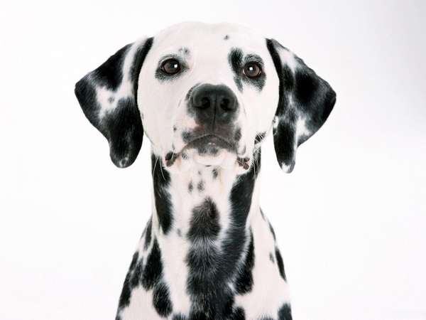 Dalmatian_Dalmatiner_Dog
