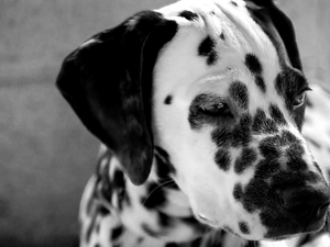 Dalmatian_dog