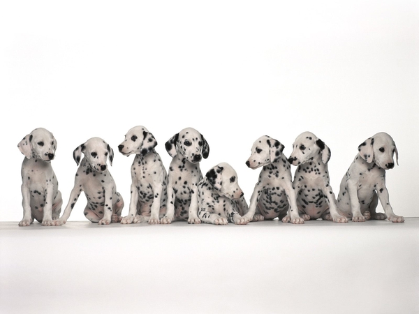 Dalmatian_puppies