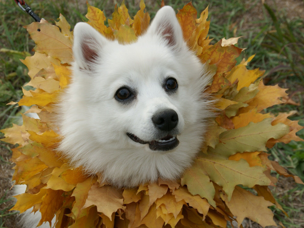 Dog_Walk_autumn