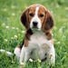 English_Beagle_Puppy