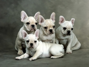 French_Bulldog_puppies