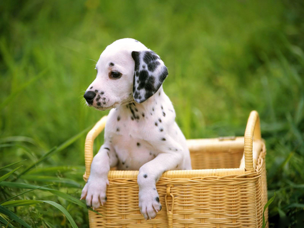 German_Shorthair_Pointer