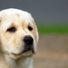 Labrador_Retriver_puppy