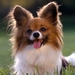 Papillon_Dog