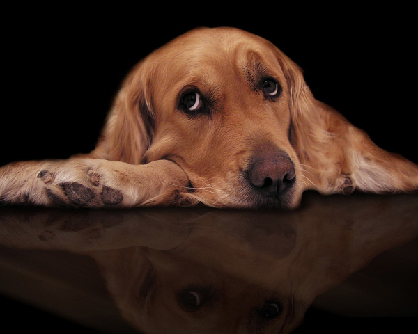 Sad_dog_photo