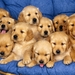 Spanish_mastiff_puppies