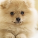 Spitz_dog_puppy