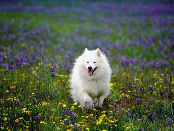 American_Eskimo_Dog