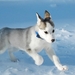 Canadian_eskimo_dog_puppy