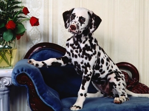 Dalmatian_young_dog