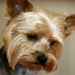 Yorkshire_Terrier_(Yorkshire_in_England)