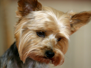 Yorkshire_Terrier_(Yorkshire_in_England)
