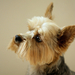 Yorkshire_Terrier_is_a_small_dog_breed