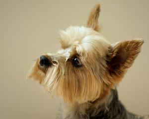 Yorkshire_Terrier_is_a_small_dog_breed