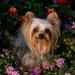 Yorkshire_Terrier_small_dog