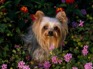 Yorkshire_Terrier_small_dog