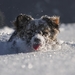 Dog_in_snow