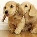 Golden_retrievers_Puppies