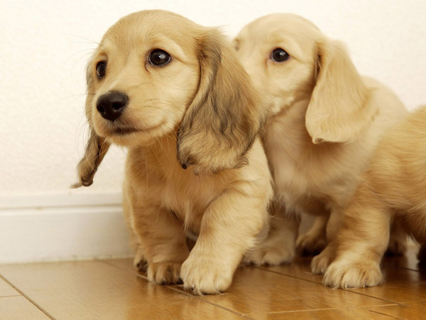 Golden_retrievers_Puppies