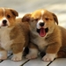 Gorgeous_puppies