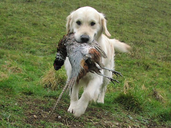 Labrador_Hunting