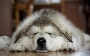 Sleeping_dog