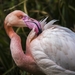 flamingo-2178121_960_720