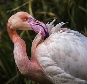 flamingo-2178121_960_720