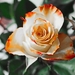 rose-235718_960_720