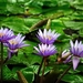 water-lily-374759_960_720