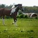 colorful-horse-2388277_960_720