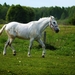 the-horse-2388274_960_720